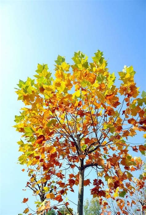 梧桐樹 鳳凰|鳳凰棲息的梧桐樹到底長什麼樣？干、葉、花、果一睹為快